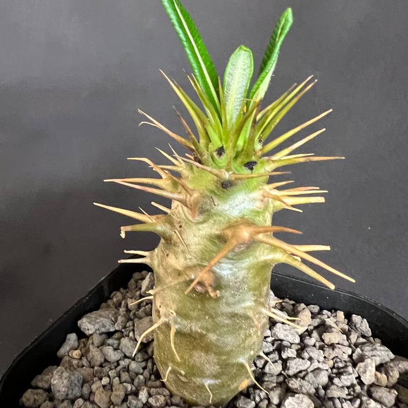 パキポディウム・アンボンゲンセ実生 ③ | HANDS PLANTS