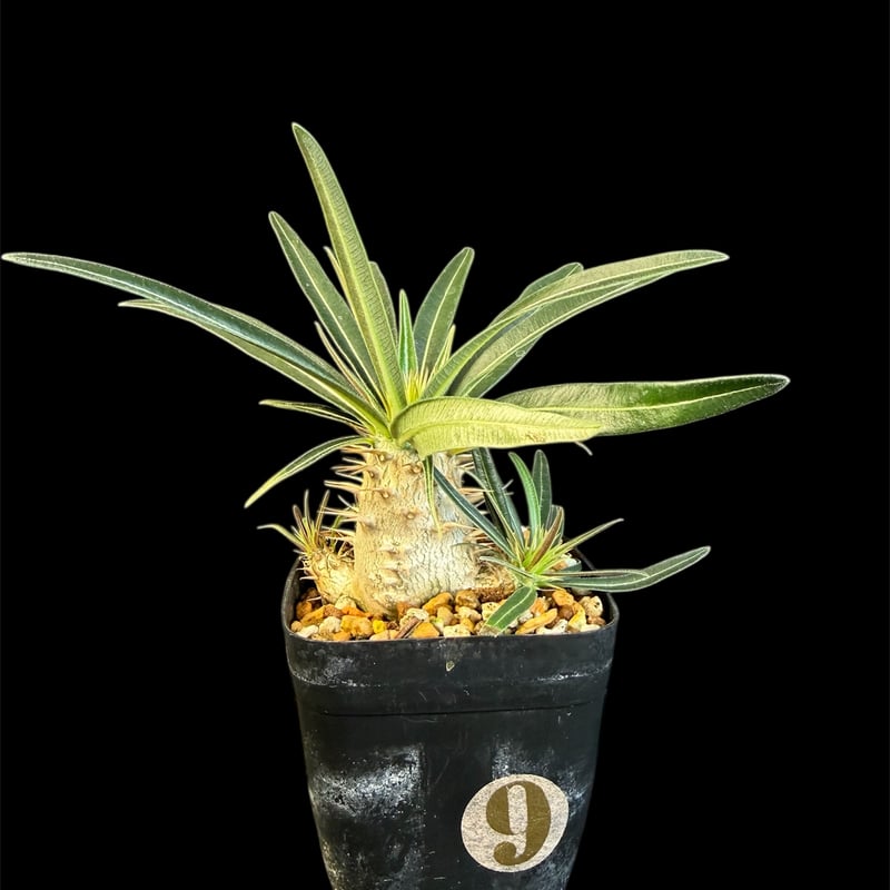 グラキリス 実生 Ⅺ 13 | HANDS PLANTS