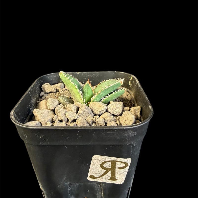 アガベ チタノタ 金蟾（きんせん）子株 ⅲ | HANDS PLANTS