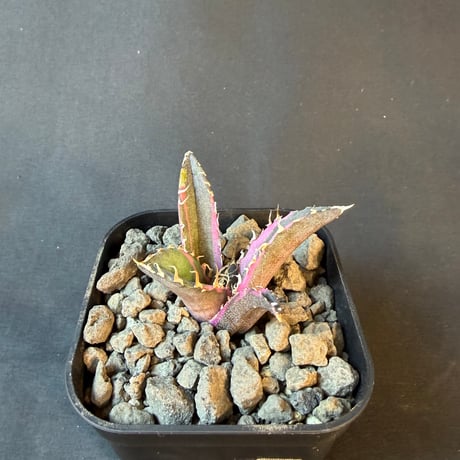 アガベ　チタノタ　白鯨錦　⑦
