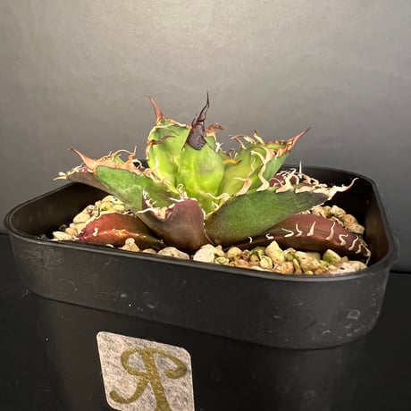 アガベ　オテロイ　実生　斑入り　パレット アガベ オテロイ 実生 斑入り パレット アガベオテロイ実生斑入りパレット