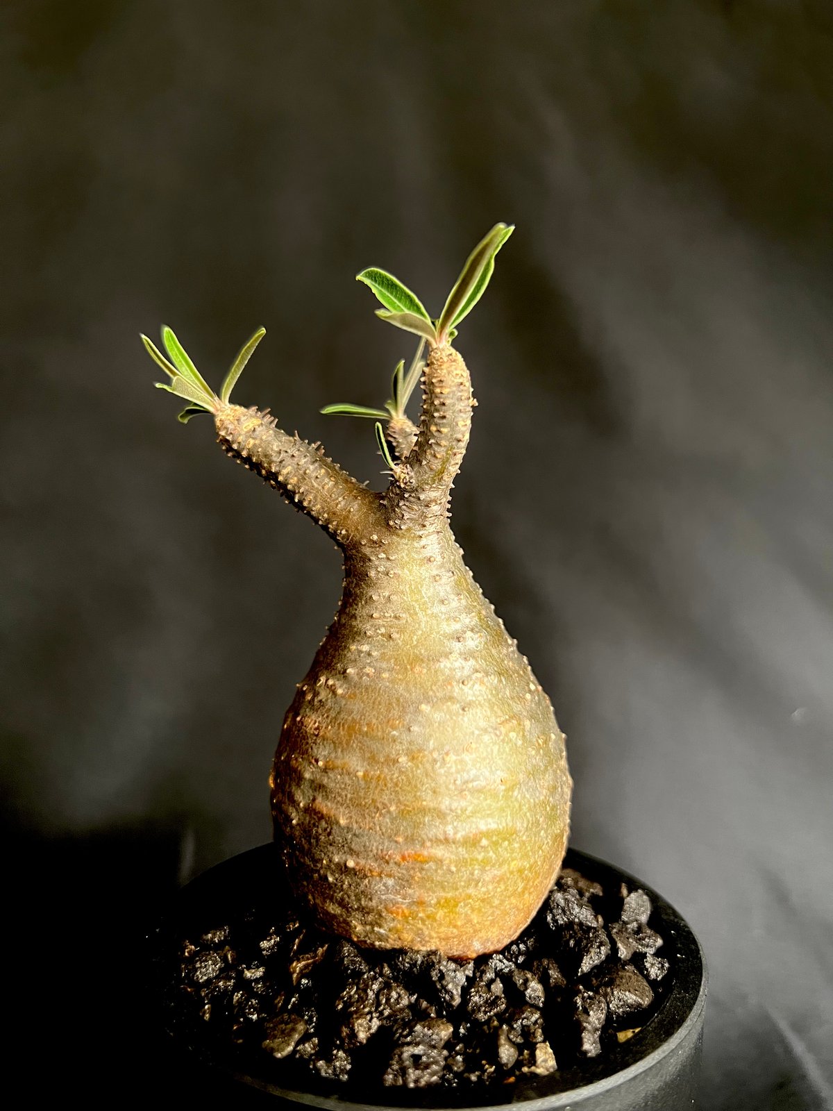 パキポディウムグラキリス 発根済み 11 | HANDS PLANTS