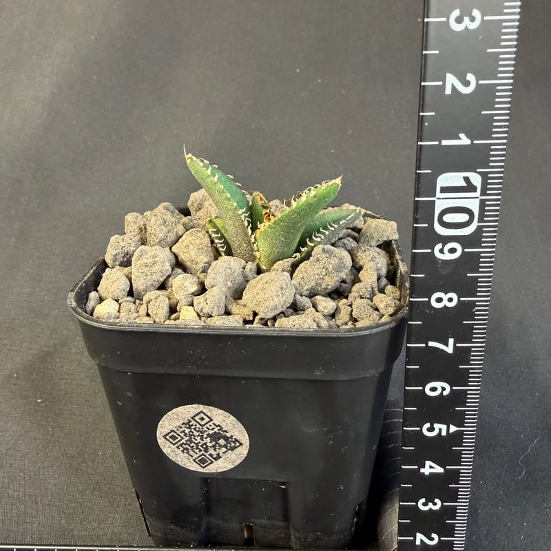 アガベ チタノタ 金蟾（きんせん）子株 ⅵ | HANDS PLANTS