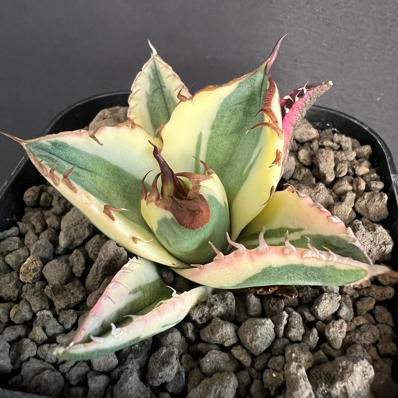 アガベ チタノタ スナグルトゥース③ | HANDS PLANTS