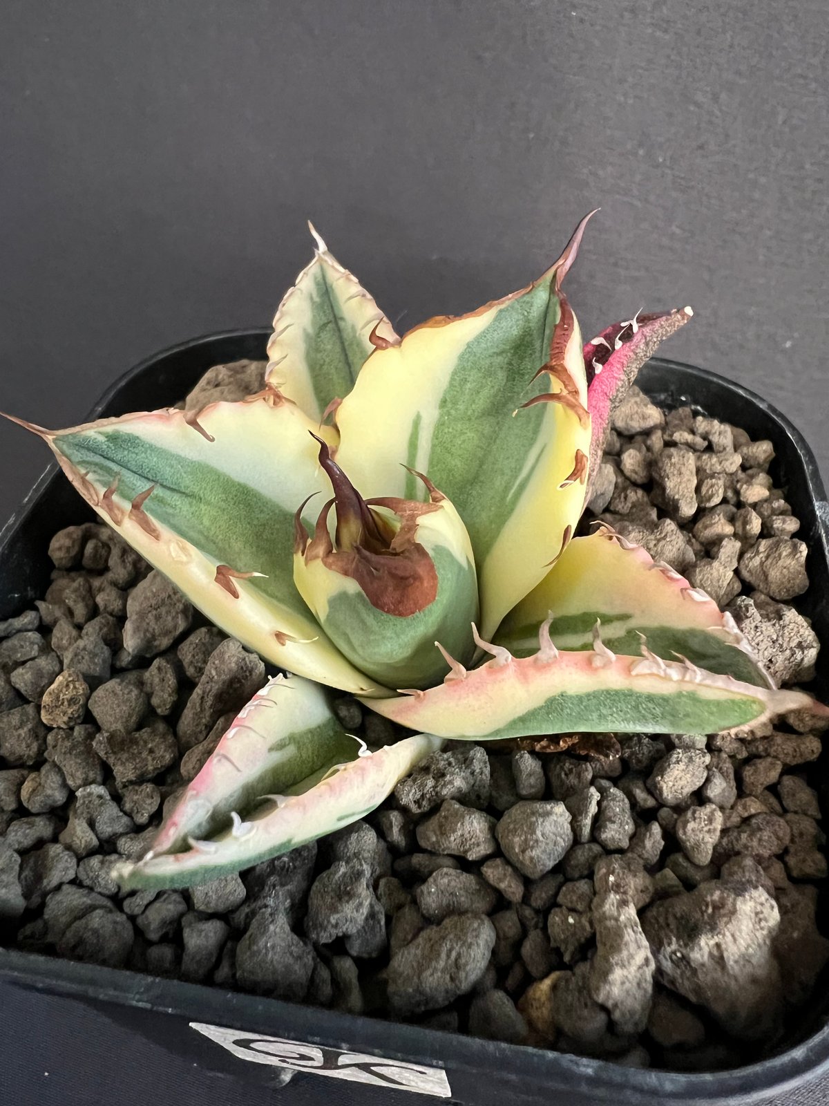 アガベ チタノタ スナグルトゥース③ | HANDS PLANTS