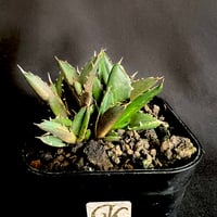 ケラリアピグマエア 現地株 発根済g | HANDS PLANTS