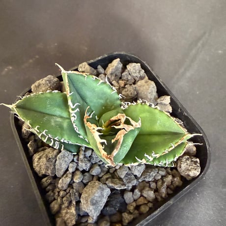 アガベ　チタノタ　ホオジロザメ  ④