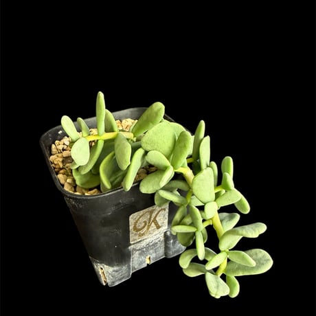 最終値下げ‼️ ケラリアピグマエア現地株 現品限り】ケラリア・ピグマエア 現地株 大株 コレクション