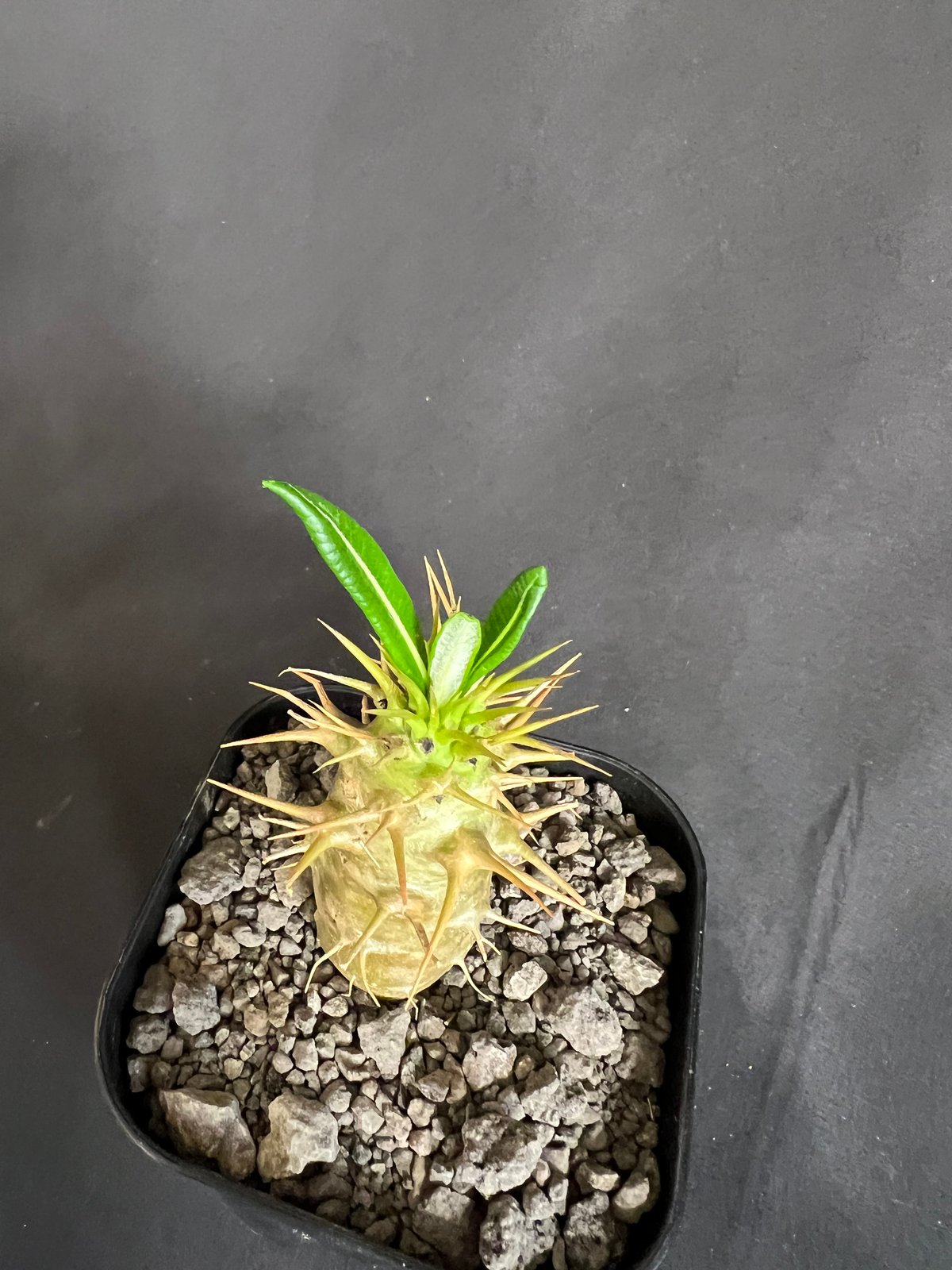 パキポディウム　アンボンゲンセ実生③ パキポディウム・アンボンゲンセ実生 ③ | HANDS PLANTS