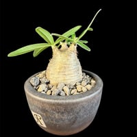 パキポディウムグラキリス 現地株　発根済み  M陶器鉢 448