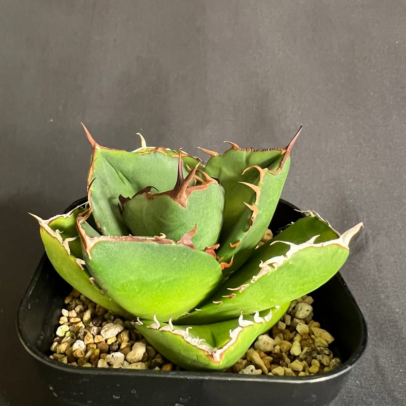アガベ チタノタ 窮奇 アガベ チタノタ 窮奇 【龍園觀】 No.356 新品 アガベ チタノタ