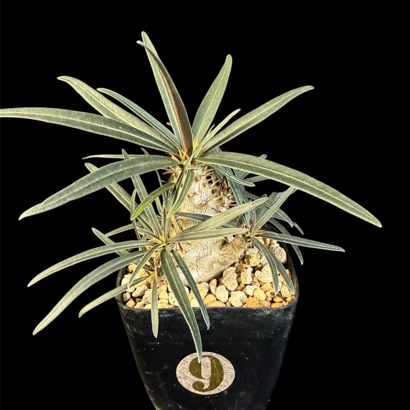 グラキリス 実生 ②13 | HANDS PLANTS