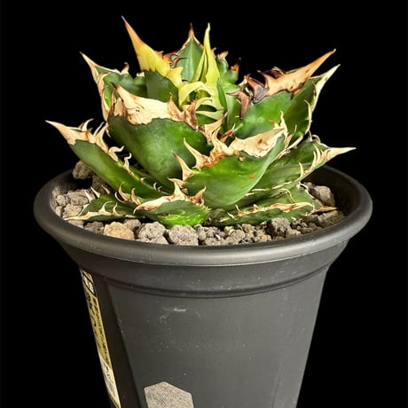 レッドキャットウィーズル | STORES