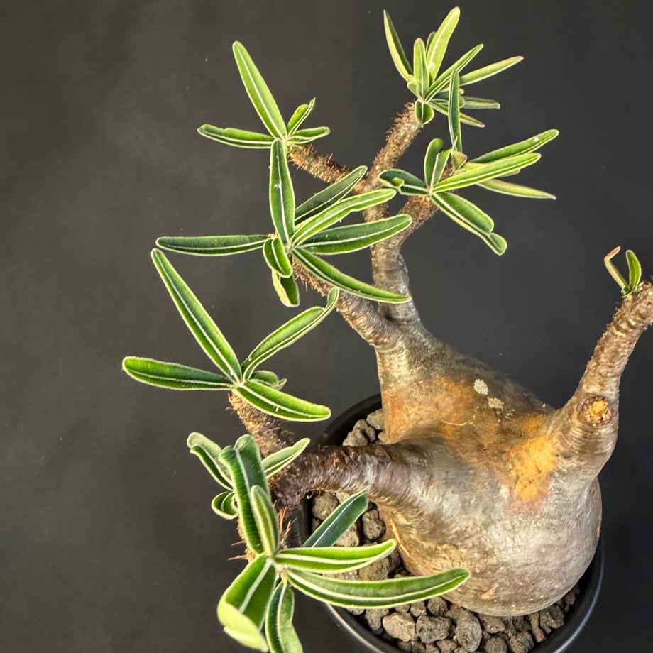 69d06f659253663afbd2c5a4