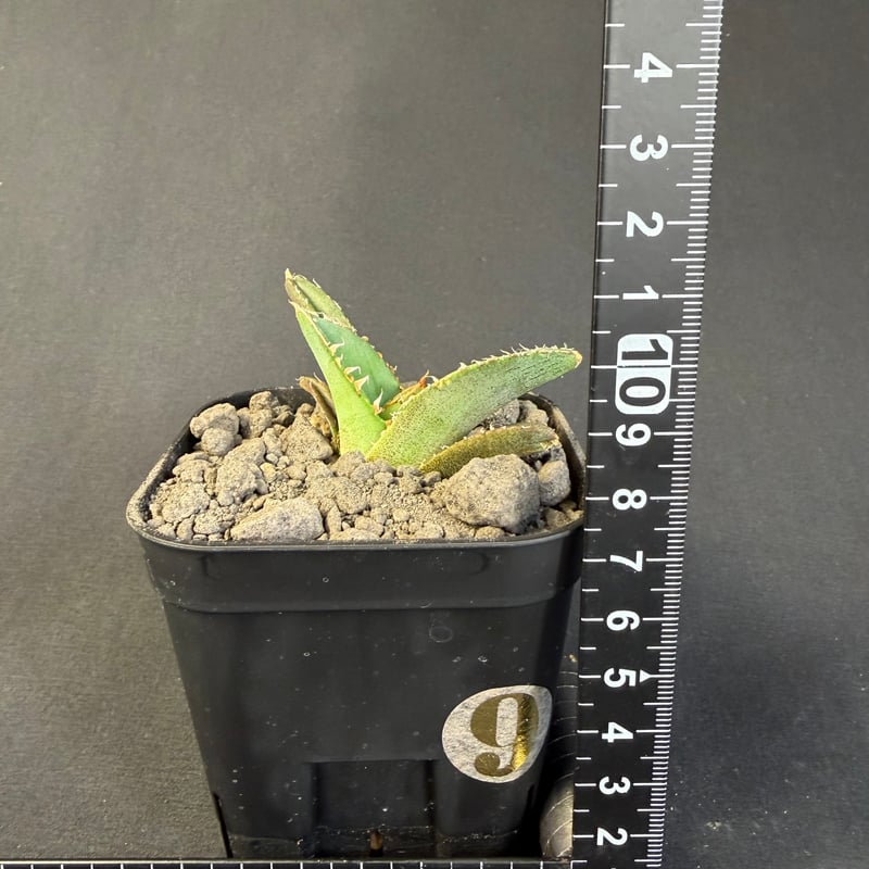 アガベ チタノタ 麻花龍（まかりゅう) 10 | HANDS PLANTS