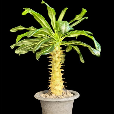 アンボンゲンセ | STORES