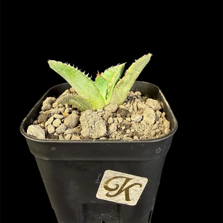 アガベ麻花龍 | STORES