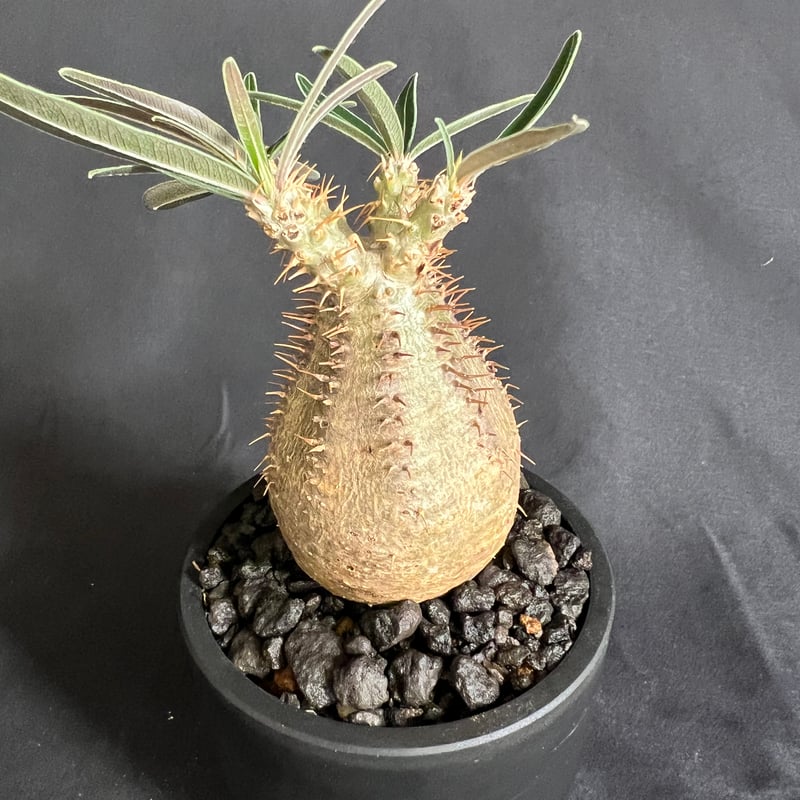 パキポディウム　グラキリス　発根済み 発根済 パキポディウム グラキリス 美株 パキポディウム：グラキリス