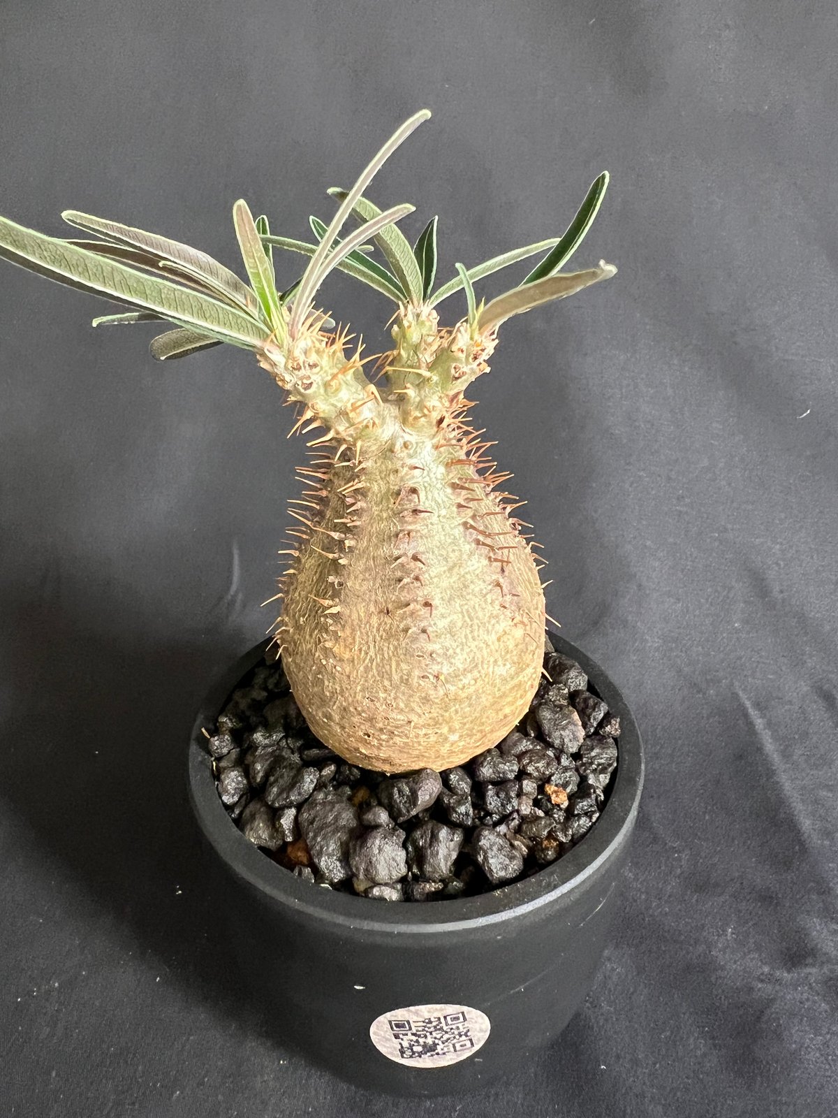 パキポディウムグラキリス 発根済み 14 | HANDS PLANTS