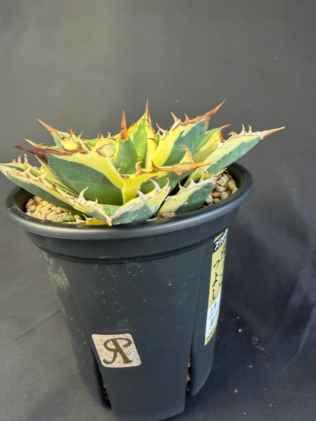 アガベ チタノタ スナグルトゥース 5号 88 | HANDS PLANTS