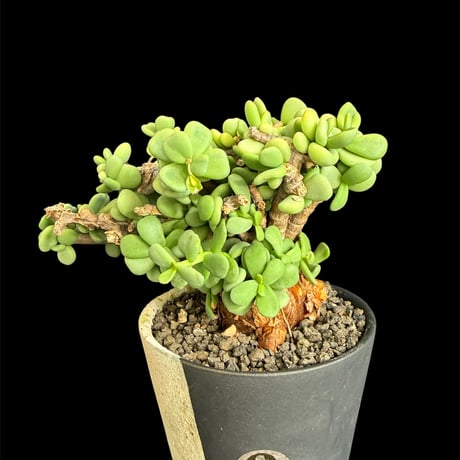 オントナ　アルブスクラ　灌木　塊根植物　冬型　現地球 オントナ アルブスクラ 灌木 塊根植物 冬型 現地球 芽吹き始めた冬型