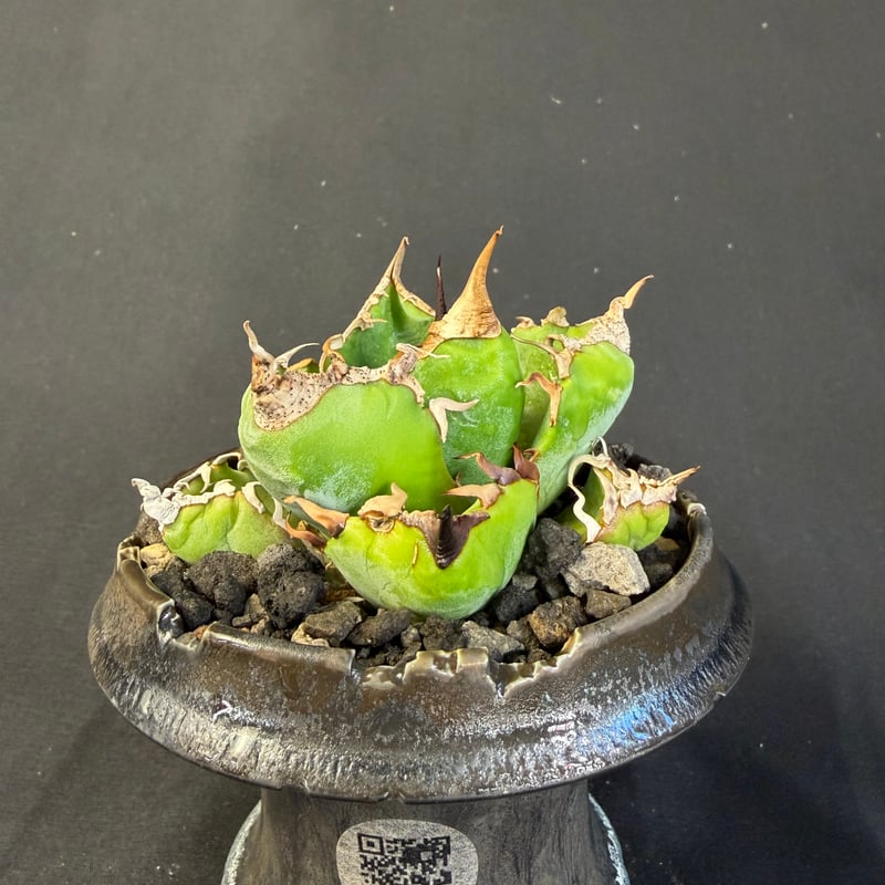 アガベ チタノタ 魔丸 鉢 64 | HANDS PLANTS