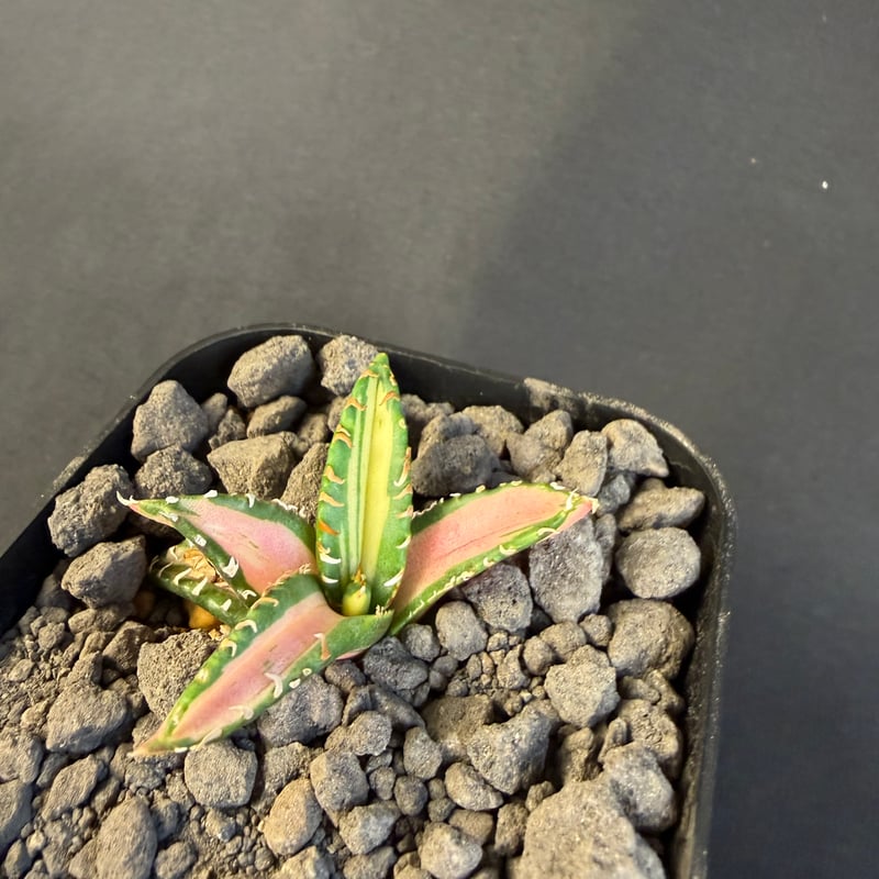 アガベ チタノタ 白豪刺中斑錦明錦 ⑤ | HANDS PLANTS