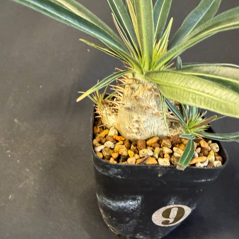 グラキリス 実生 Ⅺ 13 | HANDS PLANTS