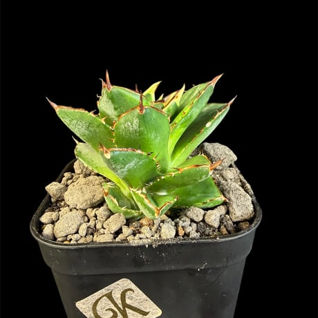 アガベ小島白刺 | STORES