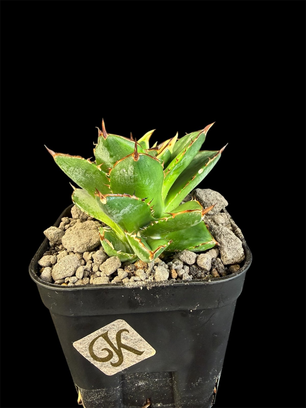 アガベ チタノタ 小島白刺 | HANDS PLANTS