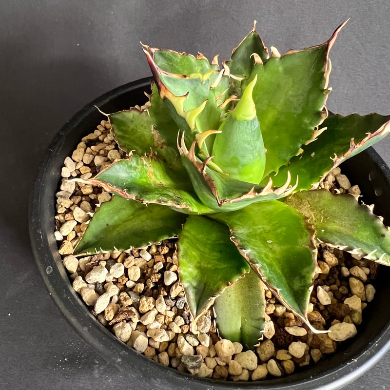 アガベ チタノタ レッドキャットウィーズル5号 27 | HANDS PLANTS