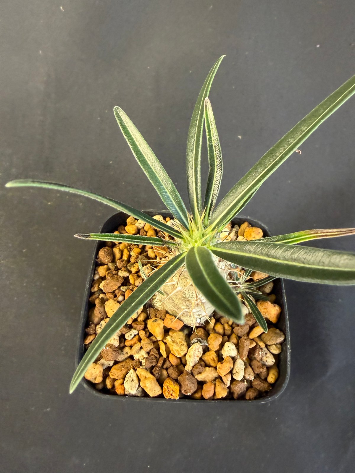 タイムセール　国内実生　グラキリス良型 グラキリス 実生 ⑦13 | HANDS PLANTS