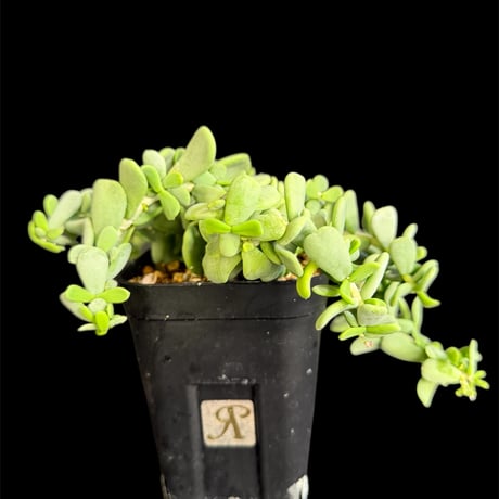 ケラリアピグマエア(塊根、現地球) ケラリア・ピグマエア（現地球）発根済 入荷いたしました！ 古木