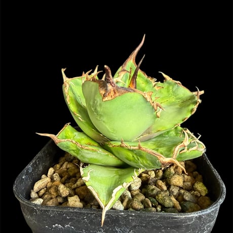 チタノタオテロイ | STORES