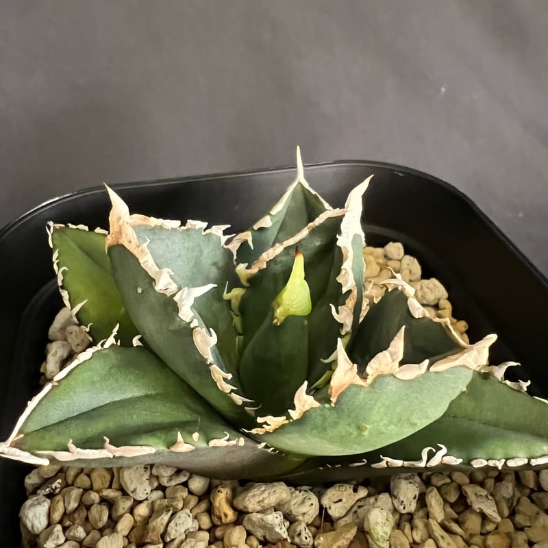 アガベ チタノタ 狼人 | HANDS PLANTS