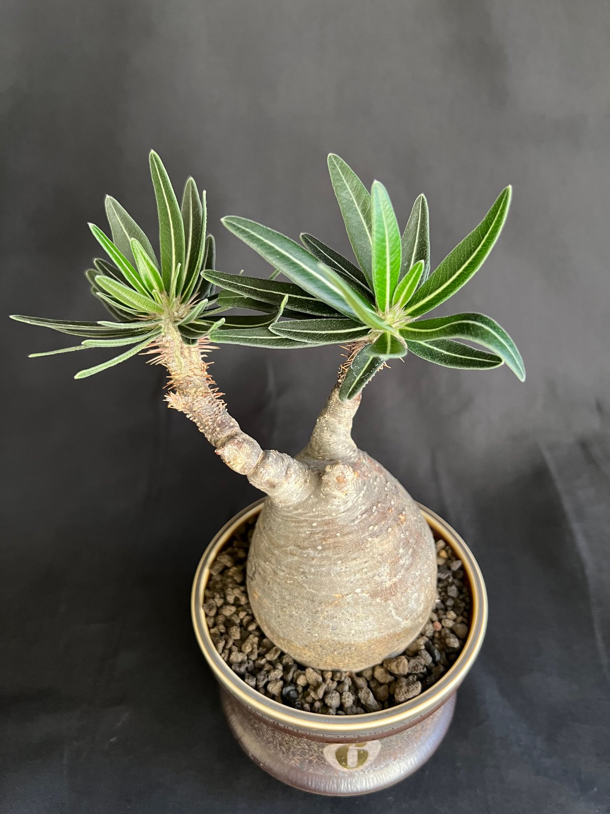 パキポディウムグラキリス 発根済 | HANDS PLANTS