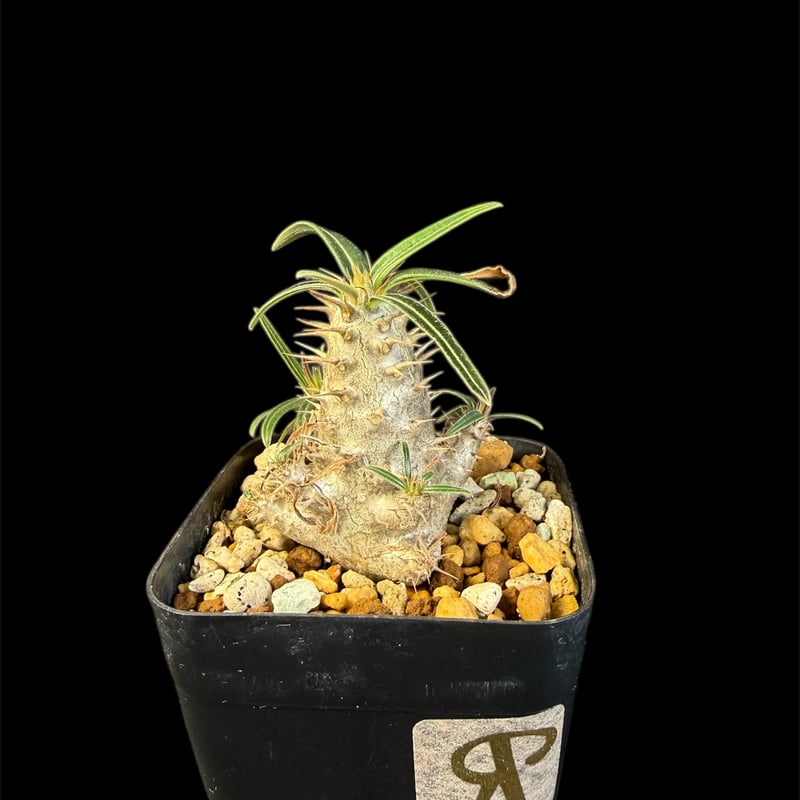 グラキリス 実生 13 ny | HANDS PLANTS