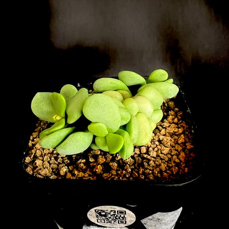 ケラリアピグマエア実生2年②