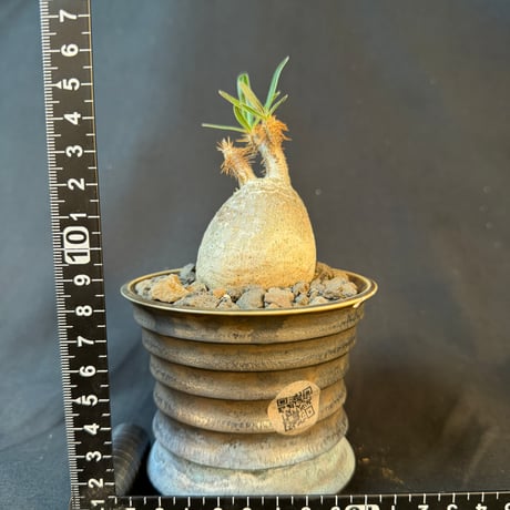 パキポディウムグラキリス 現地株　発根済み  陶器鉢 T22