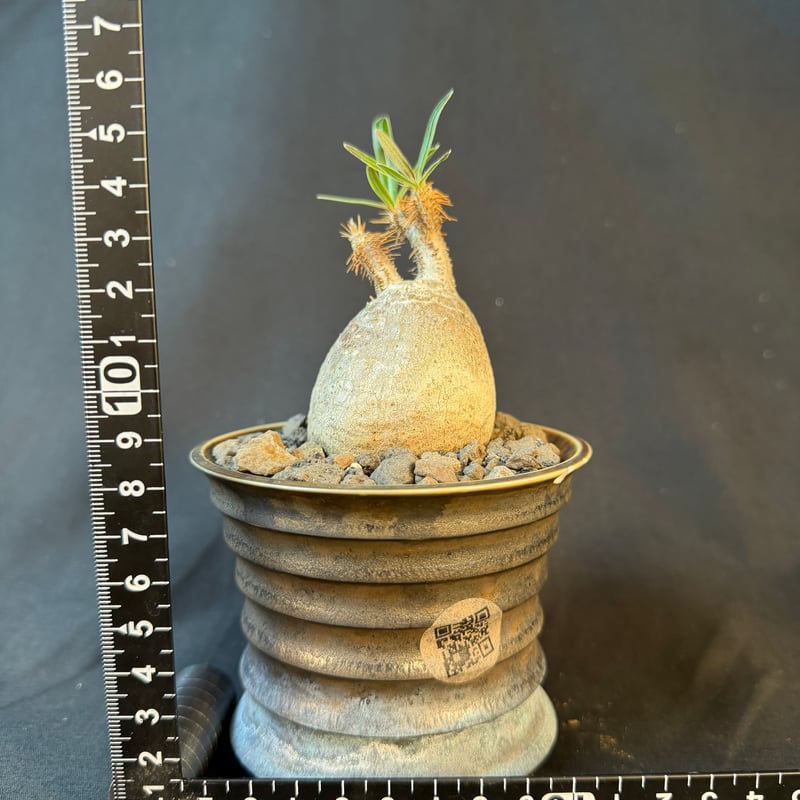 パキポディウムグラキリス 現地株 発根済み 陶器鉢 T22 | HANDS PLANTS