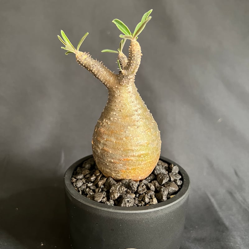 パキポディウムグラキリス 発根済み 11 | HANDS PLANTS