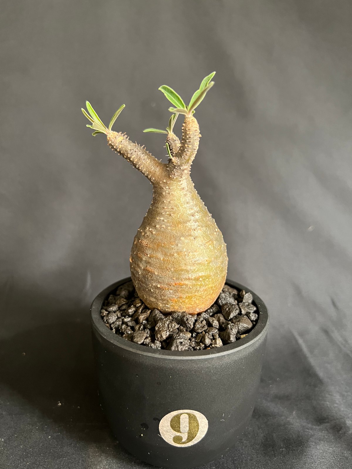 パキポディウムグラキリス 発根済み 11 | HANDS PLANTS