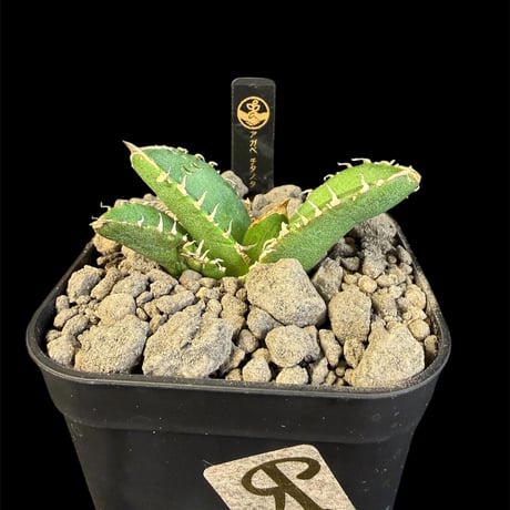 アガベチタノタ | STORES