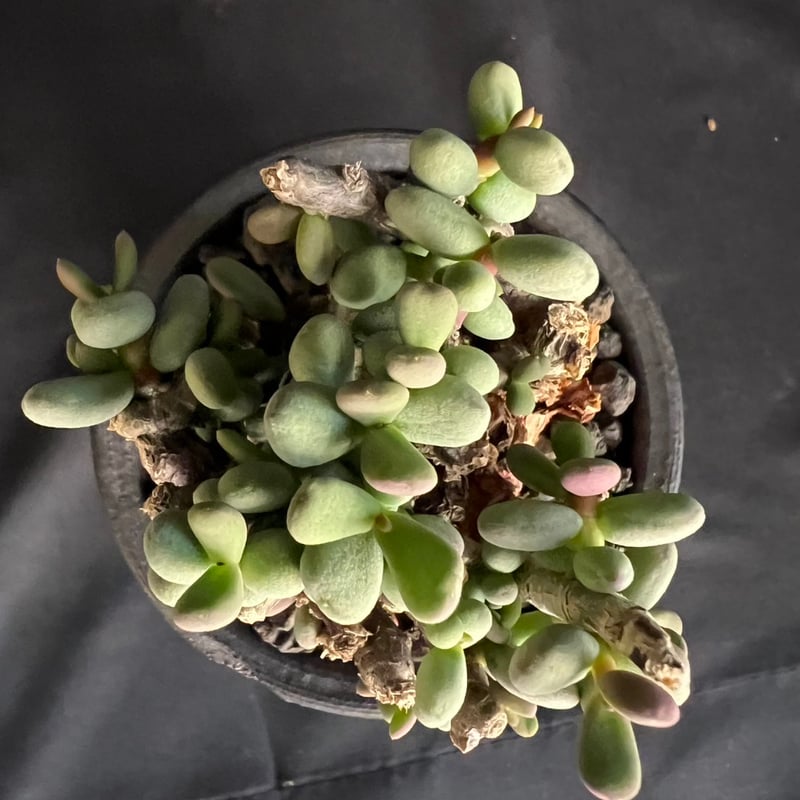 ケラリアピグマエア 現地株 発根済g | HANDS PLANTS