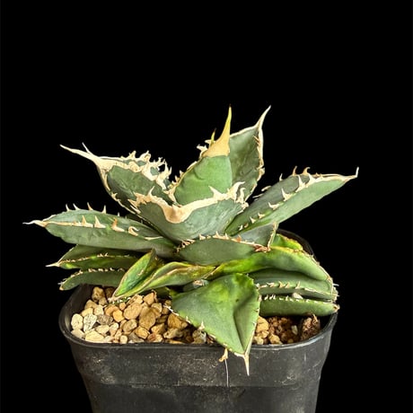 Akira Norita アガベ　チタノタ　狼人 アガベ・チタノタ「狼人」 3.5号鉢 | | チタノタ銘品シリーズ