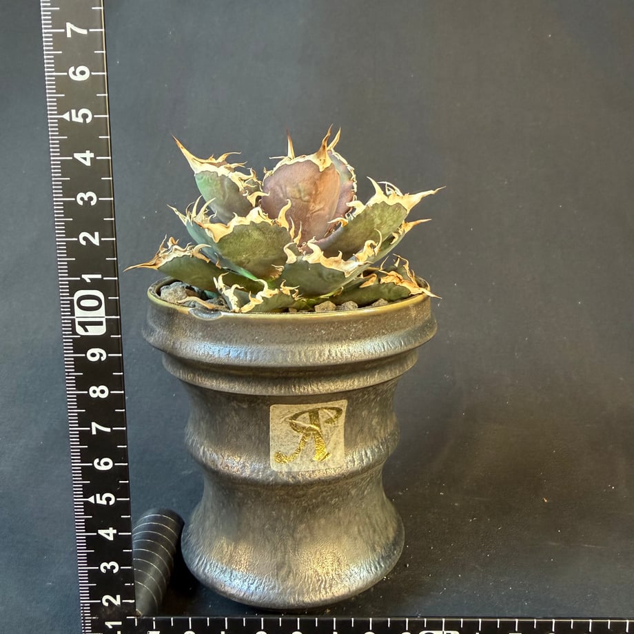 6a45b6fa51afd10045e728c5