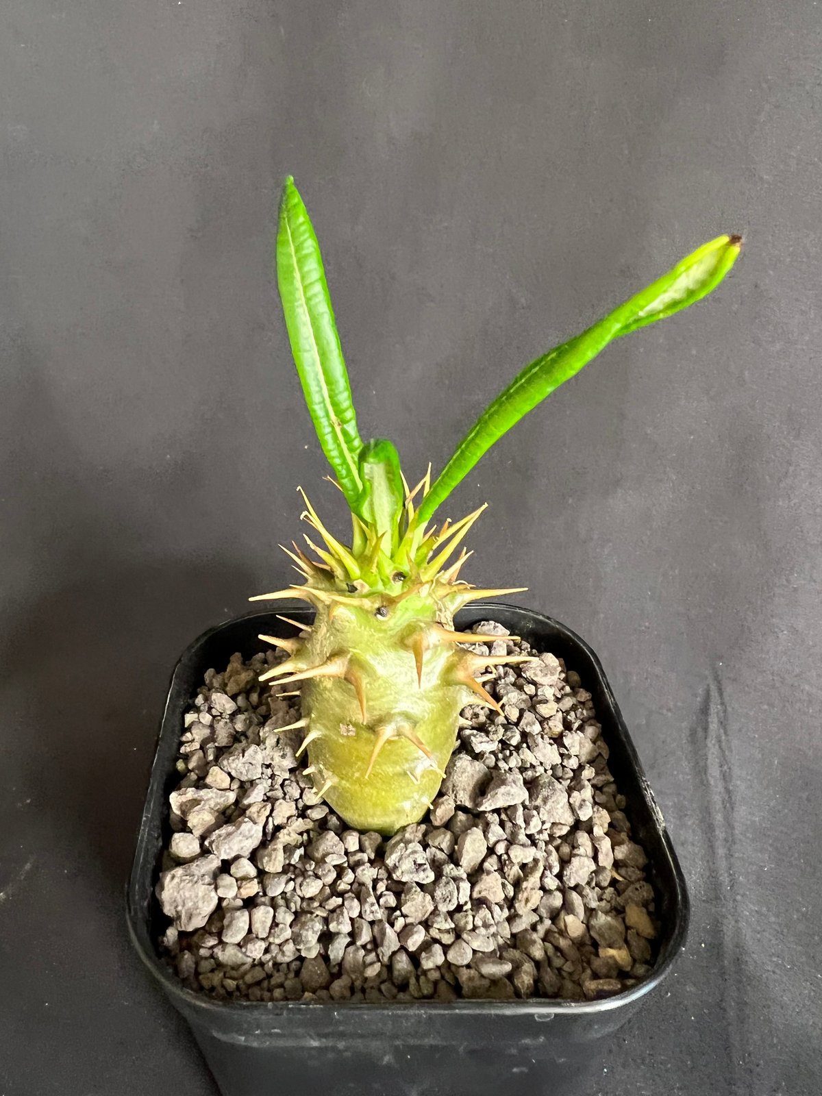 パキポディウム・アンボンゲンセ実生 ② | HANDS PLANTS