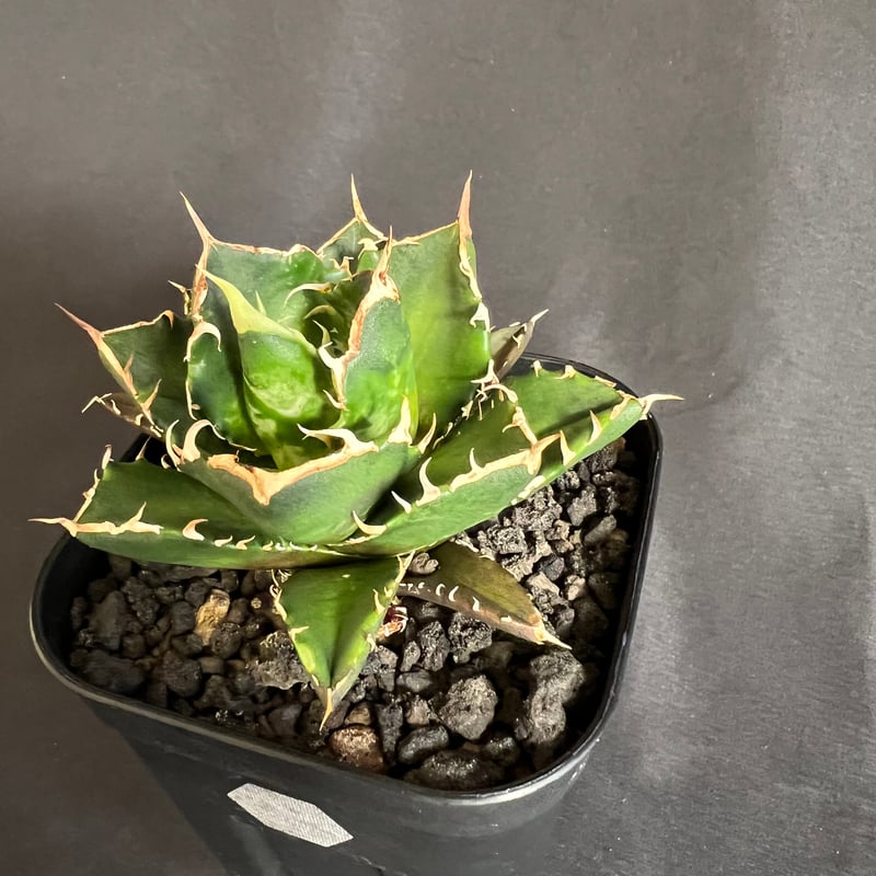 アガベ チタノタ 鬼爪 | HANDS PLANTS