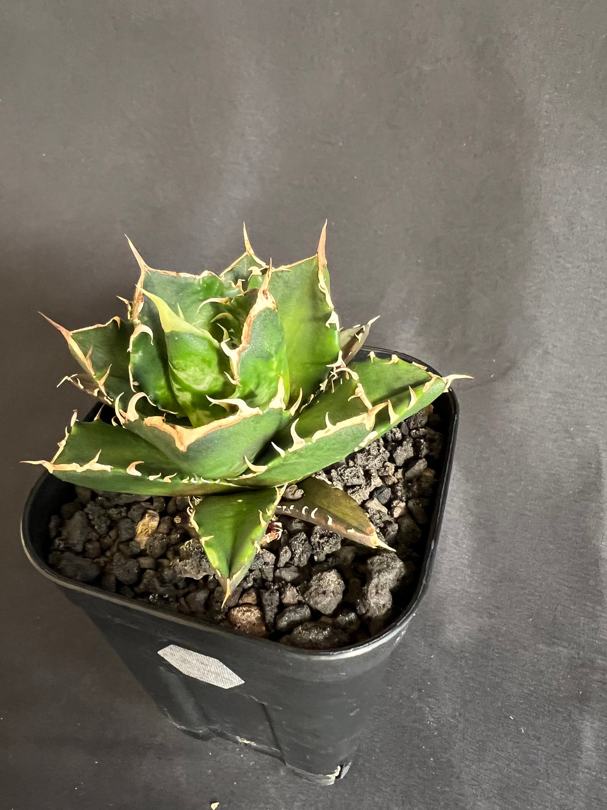 【9月末出品取消】親株　アガベ・チタノタ　鬼爪 9月末出品取消】アガベ・チタノタ 鬼爪親株