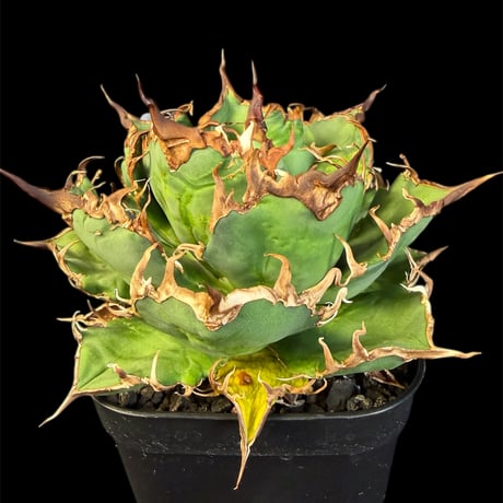 アガベチタノタシーザー | STORES